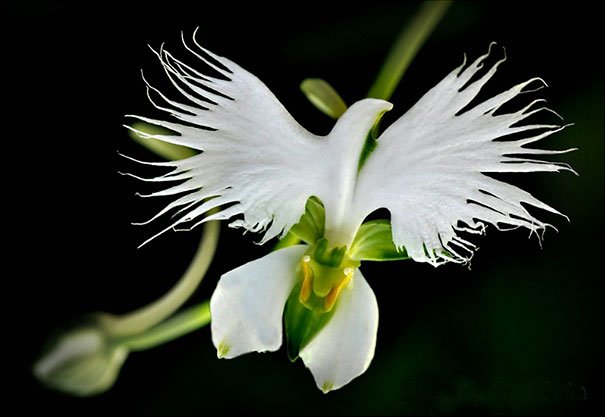 Orchidea Piccola Rondine