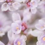 fables_sfondo_violet_sito