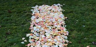 Quanti petali di rose occorrono per la passatoia per il matrimonio?