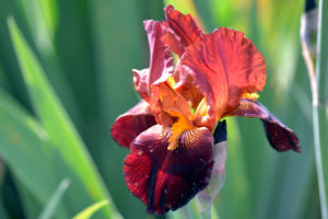 iris color ruggine