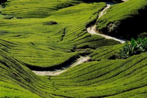 Viaggio di nozze in Malesia - Tee Plantagen