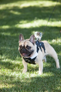 Cani cameramen del matrimonio