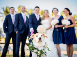 cani al matrimonio
