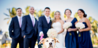 Consigli per cani al matrimonio. Quali ruoli e outfit giusti? cani al matrimonio