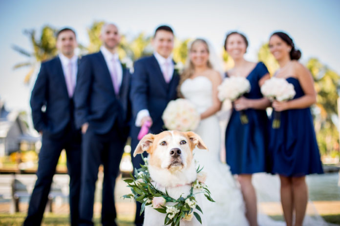 cani al matrimonio